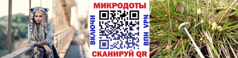 наркотики  Павловск  Галлюциногенные грибы мухоморы 